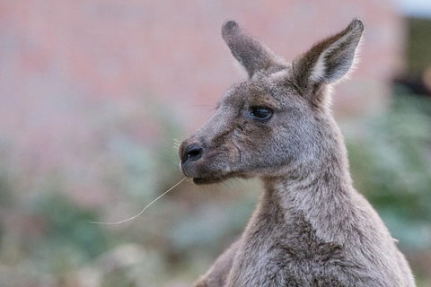 Grampians National Park With Kangaroos And MacKenzie Falls From Melbourne - Hotel Gold Coast 0