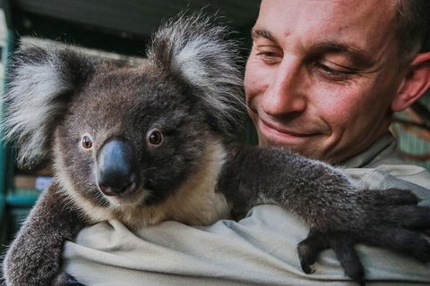 Kangaroos & Koala Encounter Experience (Half Day Private Tour) - Hotel Gold Coast 0
