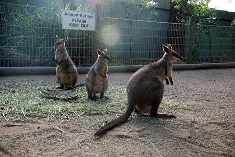 Kangaroos & Koala Encounter Experience (Half Day Private Tour) - Hotel Gold Coast 2