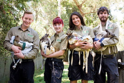 Kangaroos & Koala Encounter Experience (Half Day Private Tour) - Hotel Gold Coast 3