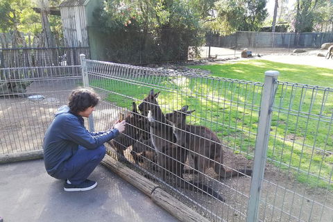 Kangaroos & Koala Encounter Experience (Half Day Private Tour) - Hotel Gold Coast 4