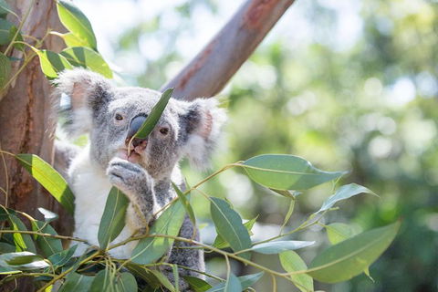 Kangaroos & Koala Encounter Experience (Half Day Private Tour) - Hotel Gold Coast 5