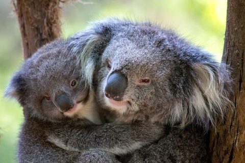Healesville Sanctuary General Entry Ticket - Hotel Gold Coast 0