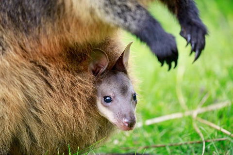 Healesville Sanctuary General Entry Ticket - Hotel Gold Coast 2