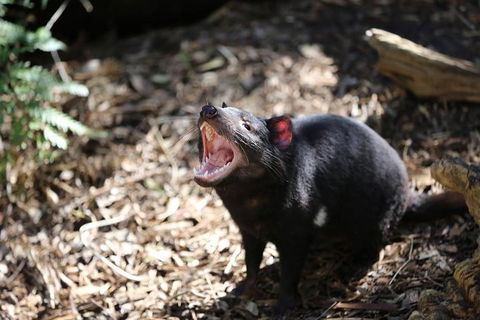 Healesville Sanctuary General Entry Ticket - Hotel Gold Coast 3