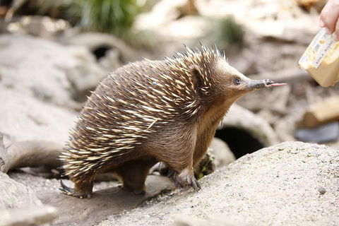 Healesville Sanctuary General Entry Ticket - Hotel Gold Coast 4