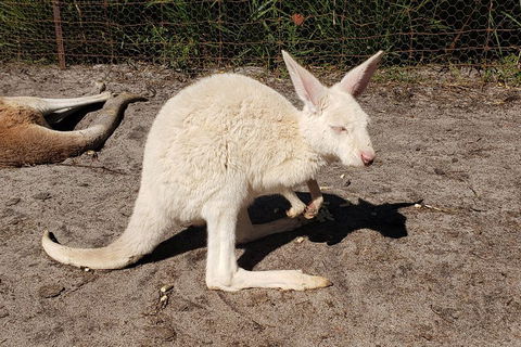 Very Best Of Perth Tour - Wildlife Park & City Highlights Tour - Hotel Gold Coast 3