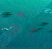 40-45 Minute Port Stephens and Stockton Beach Helicopter Flight - For 2 - Hotel Gold Coast