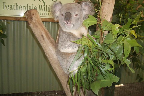 Blue Mountains Private Full-Day Tour From Sydney With Cruise - Hotel Gold Coast 0