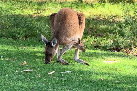 Pinnacles Day Trip From Perth Including Yanchep National Park - Hotel Gold Coast 4
