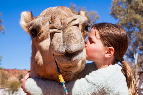 Alice Springs Camel Tour - Hotel Gold Coast 5