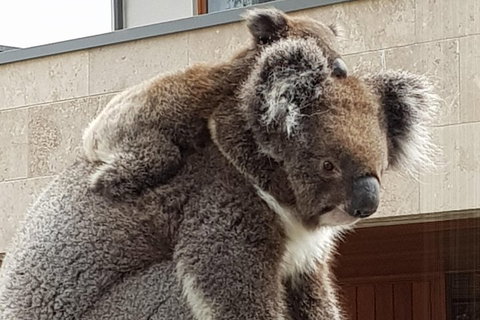 Adelaide Shore Excursion: Adelaide City Tour By Private Limo - Hotel Gold Coast 4