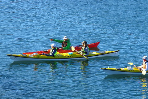 Half-Day Sydney Middle Harbour Guided Kayaking Eco Tour - Hotel Gold Coast 0