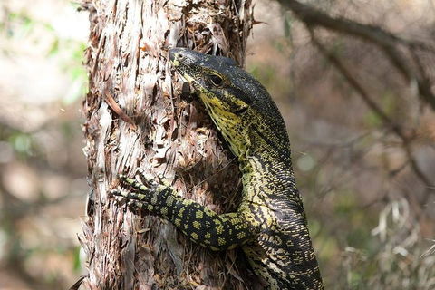 Byron Bay Combo: Minyon Falls And Hinterland Day Trip And Learn To Surf At Byron Bay - Hotel Gold Coast 0