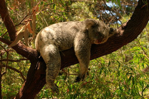 Australian Animals, Seascape And Sunset Photography Tour - Hotel Gold Coast 1