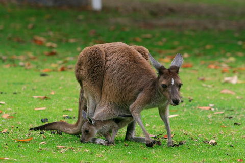 Australian Animals, Seascape And Sunset Photography Tour - Hotel Gold Coast 2