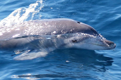 Jervis Bay Dolphin Watch Cruise - Hotel Gold Coast 0