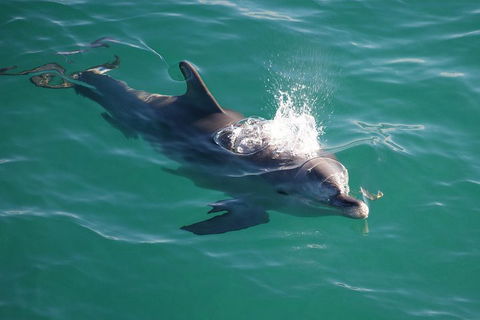 Jervis Bay Dolphin Watch Cruise - Hotel Gold Coast 1
