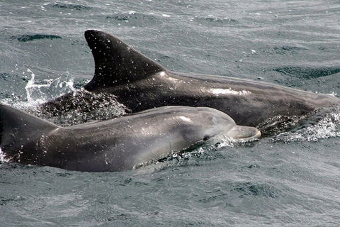 Jervis Bay Dolphin Watch Cruise - Hotel Gold Coast 2