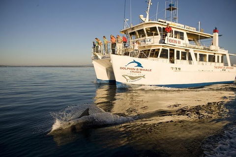 Jervis Bay Dolphin Watch Cruise - Hotel Gold Coast 3