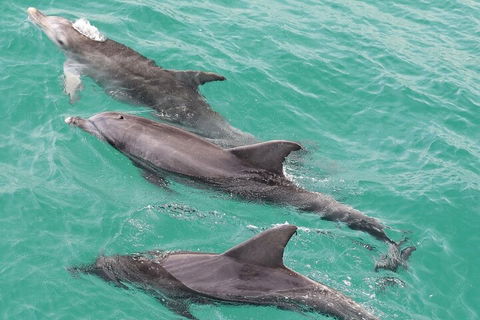 Jervis Bay Dolphin Watch Cruise - Hotel Gold Coast 5