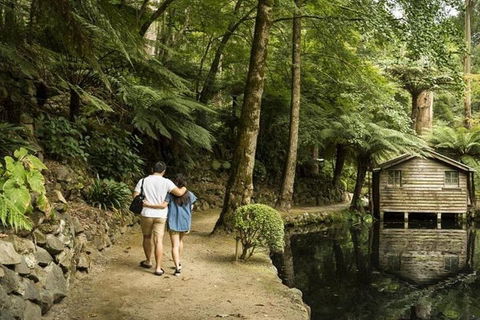 Discover Tour: Dandenong Ranges & William Ricketts Sanctuary - Hotel Gold Coast 0