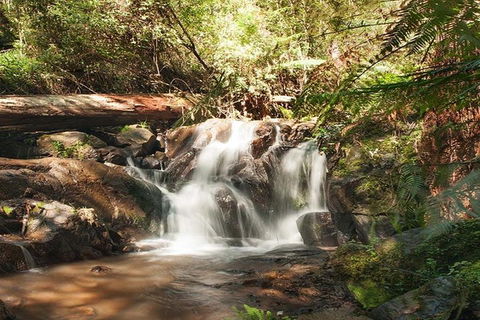 Discover Tour: Dandenong Ranges & William Ricketts Sanctuary - Hotel Gold Coast 1