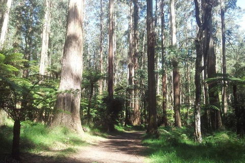 Discover Tour: Dandenong Ranges & William Ricketts Sanctuary - Hotel Gold Coast 5