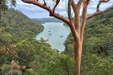 Shore Excursion: Sydney's Northern Beaches & Ku-ring-gai National Park Bus Tour - Hotel Gold Coast 1
