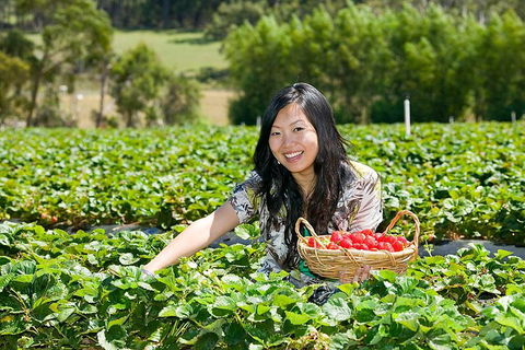 Peninsula Hot Springs Tour With Restaurant Lunch & Gondola Ride - Hotel Gold Coast 5