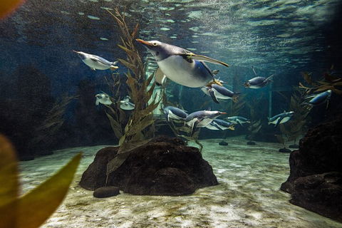 SEA LIFE Sydney Aquarium Entrance Ticket - Hotel Gold Coast 0