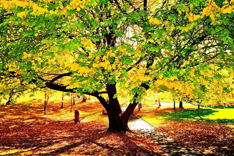 Hobart Half-Day Sightseeing Coach Tram Tour - Hotel Gold Coast 3