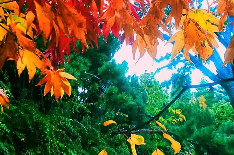 Hobart Half-Day Sightseeing Coach Tram Tour - Hotel Gold Coast 4