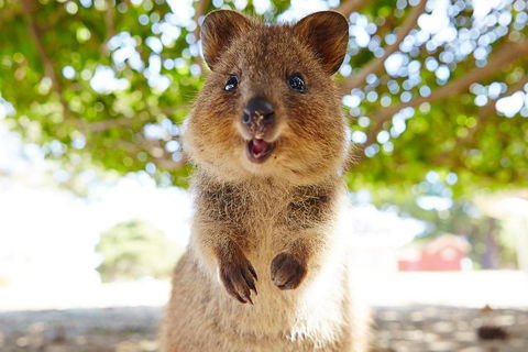 Discover Rottnest With Ferry & Bus Tour From Perth Or Fremantle - Hotel Gold Coast 0