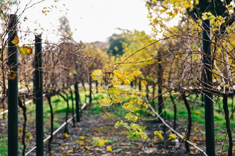 Australian Wine Discovery Tour Ticket - Hotel Gold Coast 4