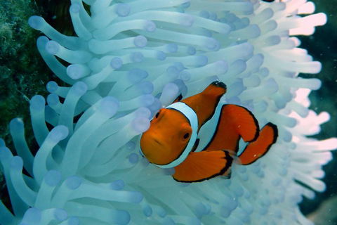 Seastar Luxury Outer Great Barrier Reef Island And Reef Tour From Cairns - Hotel Gold Coast 0
