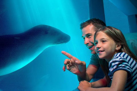 SEA LIFE Sunshine Coast Aquarium Entrance Ticket - Hotel Gold Coast 2