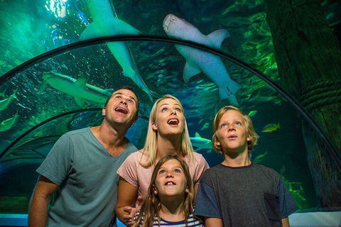SEA LIFE Sunshine Coast Aquarium Entrance Ticket - Hotel Gold Coast 3