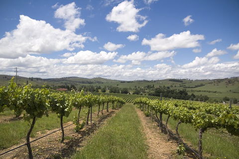 Hunter Valley Wine Tour From Sydney Incl Lunch, Cheese, Chocolate And Distillery - Hotel Gold Coast 0
