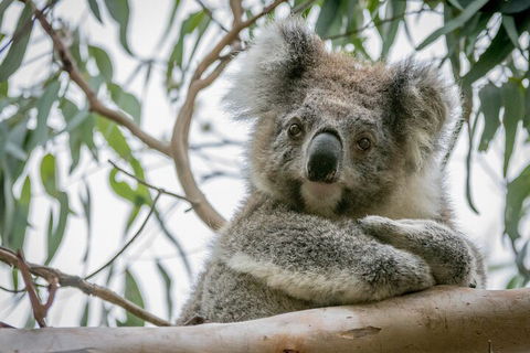 Great Ocean Road & Grampians National Park Tour - 3 Days, 2 Nights - Hotel Gold Coast 2
